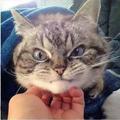 精分的胖猫