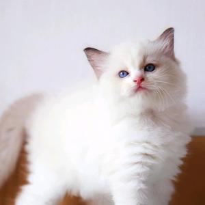Huggyrags抱抱布偶猫
