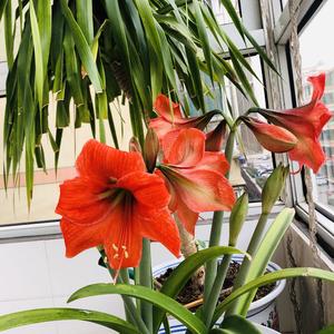 阳光心态成 头像