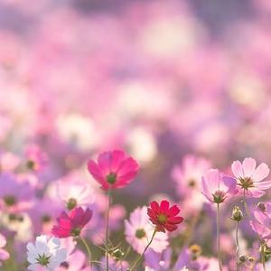 山花烂漫hqp 头像