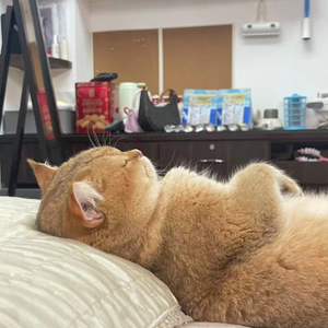 爱养LOVE宠物 头像