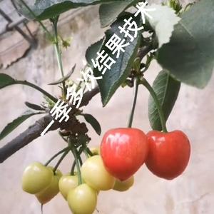 农夫种田不得闲