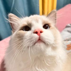 陈懒懒日记 头像