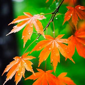 红枫养生 头像