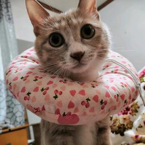 才思敏捷奶酪S 头像