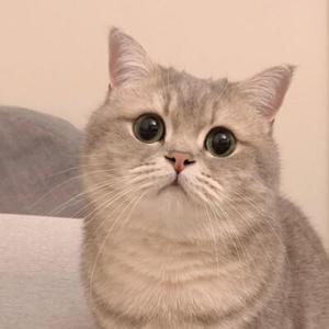 会讲故事的涵尘 头像