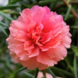139心向阳光 头像