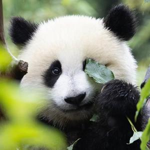 阿生之眼 头像