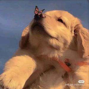 一杯秋梨膏 头像