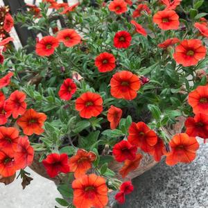 林深见树9z7c 头像