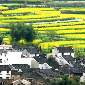 归田园兮v 头像