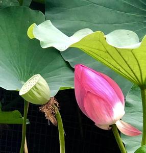 莲子心2021 头像