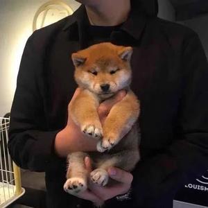 苏，37万点赞 头像