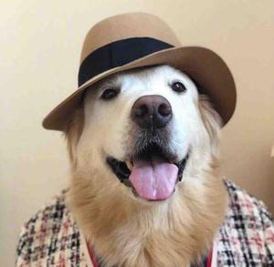 汪喵君来啦 头像