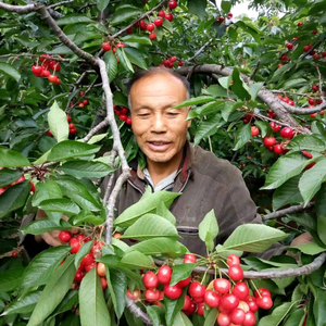 樱桃王店铺 头像