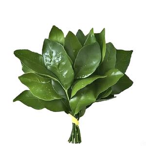 垂耳兔兔乖 头像