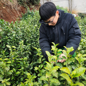 回山龙井茶农小陈 头像