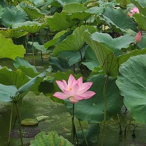 小巷(永劫无间) 头像