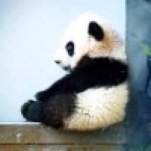 观海听涛熊猫版 头像