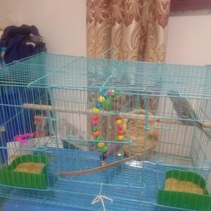 小蓝鸡和小绿鸡 头像