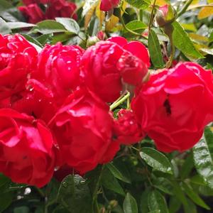 女人不是月亮 头像