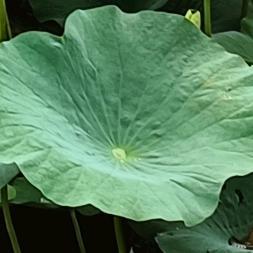 聪慧的馨羽 头像