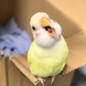 挖呀挖呀吃瓜群众 头像