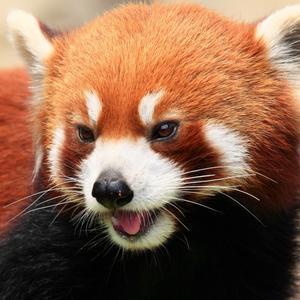 要鱼也要熊掌丫 头像