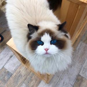 灭霸布偶猫舍猫姑姑 头像