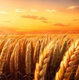 来自迪拜的超级富婆 头像