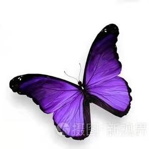 紫蝴蝶1029 头像