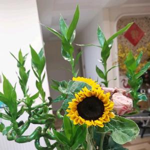 蔚然爱生活 头像