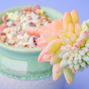 缤纷世界之特色瓷砖 头像