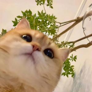 西红柿切西瓜 头像