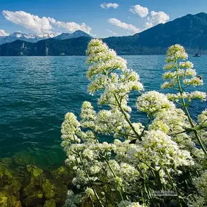 一只羊来说事 头像