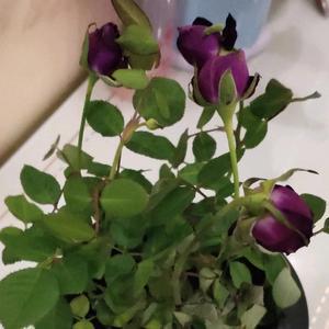 清闲的远山LB 头像