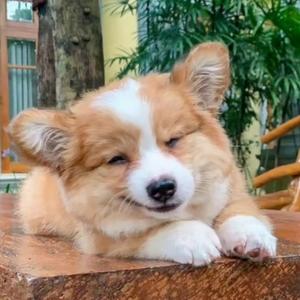 眨眨眼的小世界