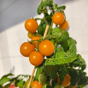 朗月伴闲云 头像