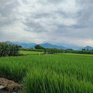 绿茵梦未醒 头像