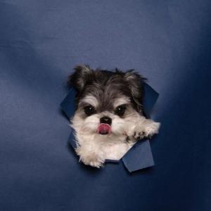 学物理的美本文书 头像