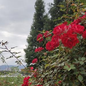 农村人的向往