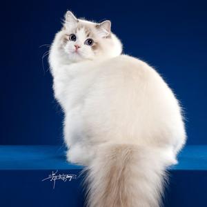 清爽蜻蜓DX 头像