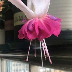 晨先惠 头像