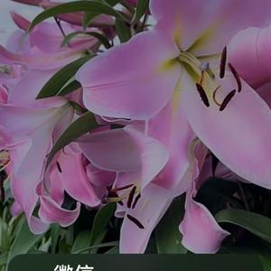 再次遇见暗香疏影 头像