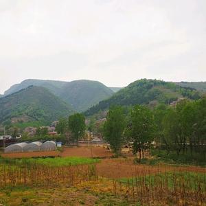 青涩豆浆RU 头像