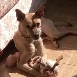 可乐是只聪明狗 头像