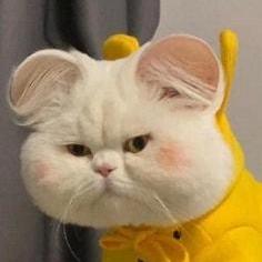 夜半三更梦惊醒 头像