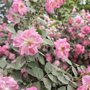 学而时习之育儿 头像