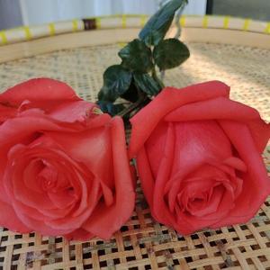 不吃鱼的小鱼儿 头像