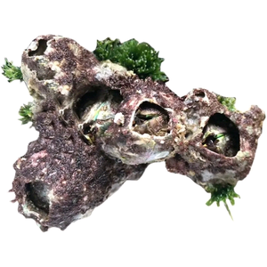 舌上鲜海产 头像